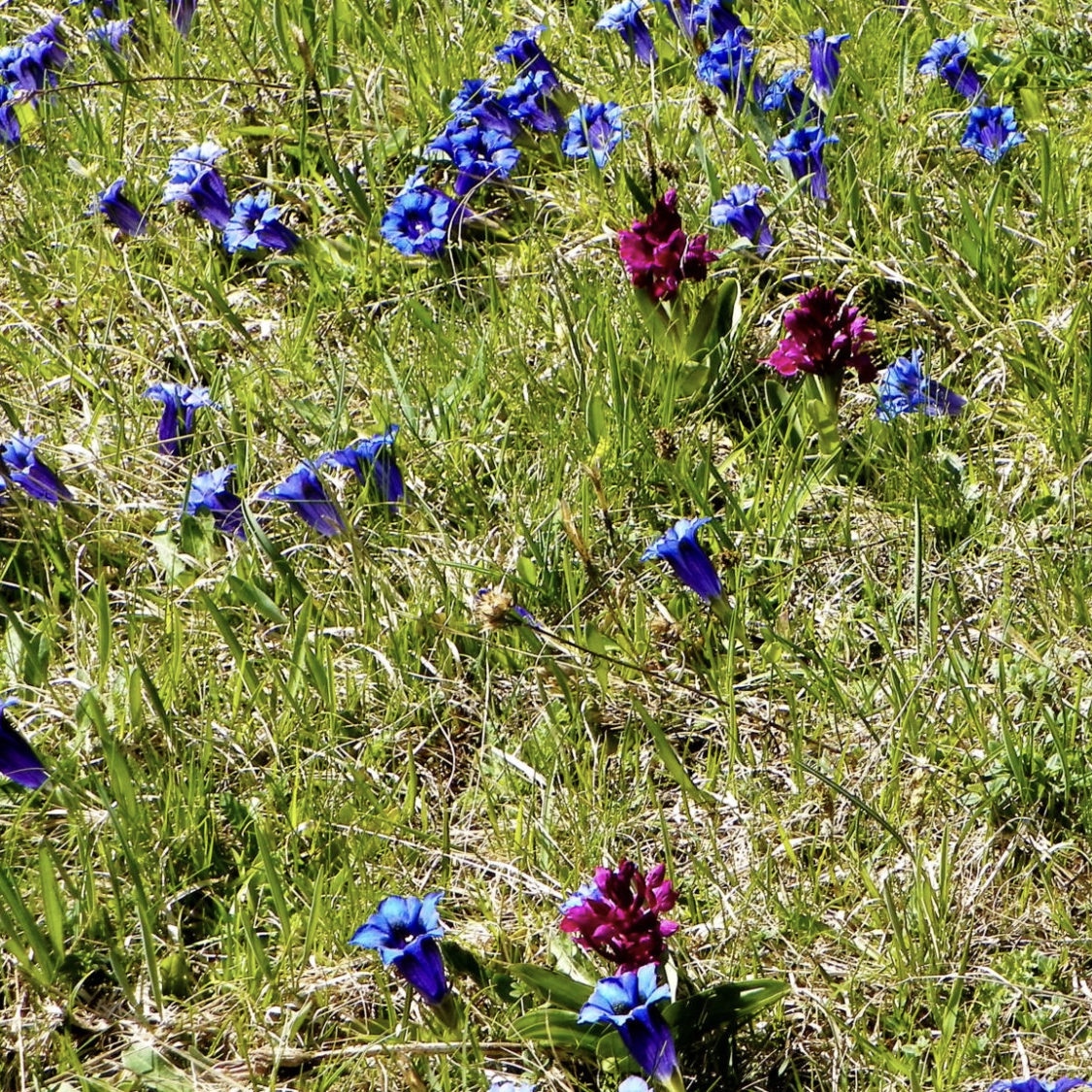 L’incomparable bleu de la gentiane acaule